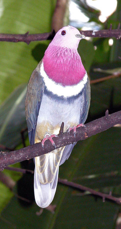 Ptilinopus porphyreus